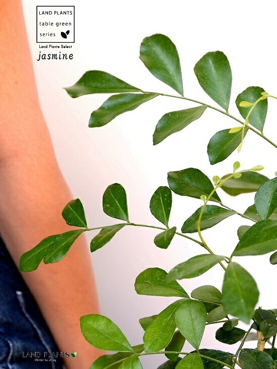 <br>���륯���㥹�ߥ�ʥ��å��ġ� ���� �⥹�ݥå� ���������� ƫ��ȭ��ŷ�����С� <br>���㥹�ߥ� ����󥸥��㥹�ߥ� ��Τ�� ��Τ�� ��Τ�� ɱ��Τ�� <br> ȭ���� ȭ �Ǿ� �ƥ饳�å� <br>�� �֥�å� �� �ݷ� <br>����̵��