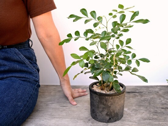 <br>���륯���㥹�ߥ�ʥ��å��ġ� ���� �⥹�ݥå� ���������� ƫ��ȭ��ŷ�����С� <br>���㥹�ߥ� ����󥸥��㥹�ߥ� ��Τ�� ��Τ�� ��Τ�� ɱ��Τ�� <br> ȭ���� ȭ �Ǿ� �ƥ饳�å� <br>�� �֥�å� �� �ݷ� <br>����̵��