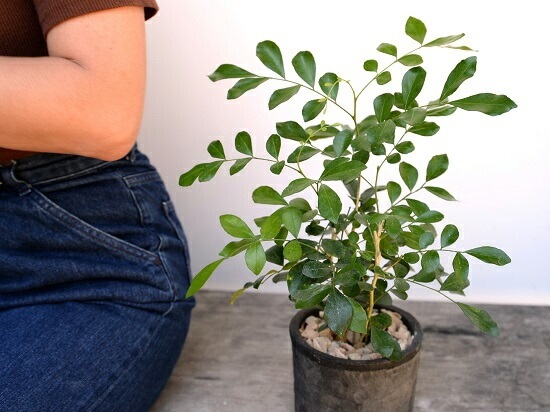 <br>���륯���㥹�ߥ�ʥ��å��ġ� ���� �⥹�ݥå� ���������� ƫ��ȭ��ŷ�����С� <br>���㥹�ߥ� ����󥸥��㥹�ߥ� ��Τ�� ��Τ�� ��Τ�� ɱ��Τ�� <br> ȭ���� ȭ �Ǿ� �ƥ饳�å� <br>�� �֥�å� �� �ݷ� <br>����̵��