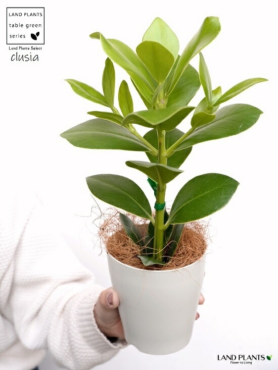 その他観葉植物 CoCo ココヤシ オールラウンドポット【観葉植物 6号プラスチック鉢／1個売り