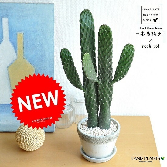 サボテン 園芸ネット本店｜サボテン：エキノセレウス 紫太陽 4号鉢植え の通販