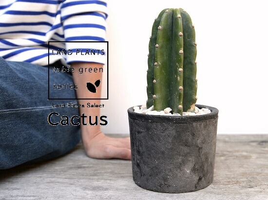 <br>���ܥƥ���쥵�ܥƥ�1��Ω���� ���� �⥹�ݥå� ���������� ƫ��ȭ��ŷ�����С� <br>1F �쥵�ܥƥ� ¿����ʪ �ȥ��ʥ����ܥƥ� ���ʤ����ܥƥ� ��������<br>ȭ���� ȭ �Ǿ� �ƥ饳�å� <br>�� �֥�å� �� �ݷ� <br>���տ�ʪ ��ʪ ����̵��