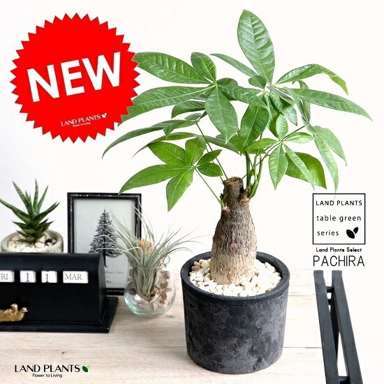 br><br>パキラ（幹太タイプ） 黒色 モスポット シリンダー型