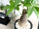 <br><br>�ѥ���ʴ��������ס� ���� �⥹�ݥå� ���������� �ƥ饳�å� <br>�����ѥ��� �������ƥ��� ȯ��� ������� ��������߽Ф��� <br>ȭ���� ȭ �� ���� ���տ�ʪ �� �֥�å� �� �饦��� <br>ƫ�� ƫ��ȭ �Ǿ� �Ǿ�ȭ ����̵��