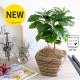 <br><br>�����ҡ����� ���㿧�� �Хʥʥ꡼�� �Х����å� �����������ʥ����ե����С��� <br>coffee ���� �����ҡ��Υ� ������� <br>���� �� ���տ�ʪ ��ʪ ����̵�� <br>�� ������ �֥饦��