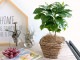 <br><br>�����ҡ����� ���㿧�� �Хʥʥ꡼�� �Х����å� �����������ʥ����ե����С��� <br>coffee ���� �����ҡ��Υ� ������� <br>���� �� ���տ�ʪ ��ʪ ����̵�� <br>�� ������ �֥饦��