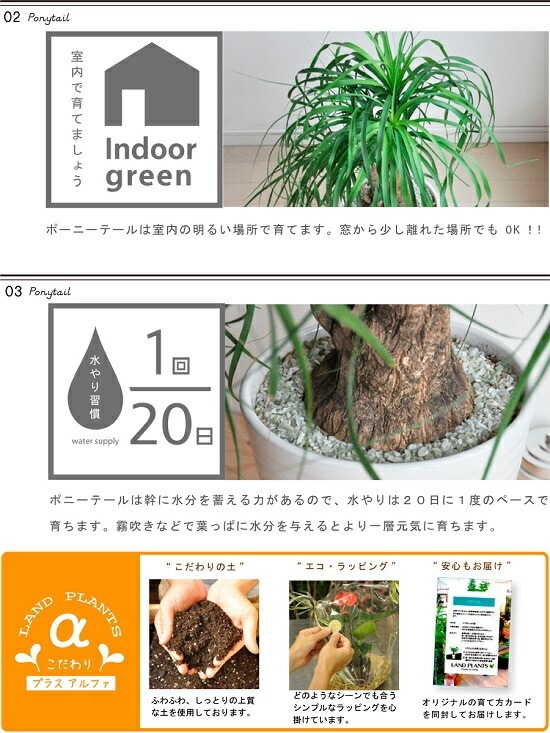 トックリラン　幹太 幹太 観葉植物 ポニーテール ノリナ(トックリラン) 6号 7号