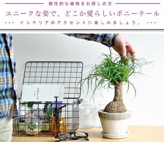 br><br>トックリラン（幹太） 石模様のセメントポット Mサイズ