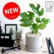 �ҥ��󥹥ƥ� ������ ���������� ƫ��ȭ <br>ȭ������ ���� �ߥ˥�󥹥ƥ� <br>���տ�ʪ �� ���졼 �ͤ��� ���󥯥꡼�� �� �ۥ磻�� ����̵��