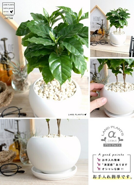 <br><br>�����ҡ����� �� ��� ƫ��ȭ�ʲ������С� <br>���� coffee �����ҡ��Υ� ���� �� <br>���տ�ʪ ��ʪ ȭ���� ȭ ����̵�� <br>�� �ۥ磻�� �� �ݷ� �饦��� �ܡ���