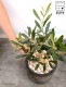 <br>���꡼�� ���� �⥹�ݥå� ���������� ƫ��ȭ��ŷ�����С�������� <br>���꡼�֤��� ���꡼�� ��ʡ���� �������� <br>ȭ���� ȭ �Ǿ� �ƥ饳�å� <br>�� �֥�å� �� �ݷ� <br>���տ�ʪ ��ʪ ����̵�� �����������