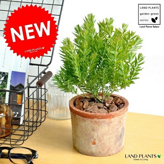確認▶◀*.゜♡アカシア15cm 送料無料】【生花/即納】アカシア ゴールドチップ 7寸鉢 ※北海道・九州