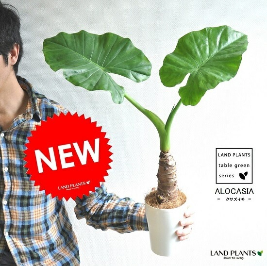 アロカシア　小芋9種セット アロカシアで“芋掘り”】根に付いた芋は植えると芽が出ます#観葉植物