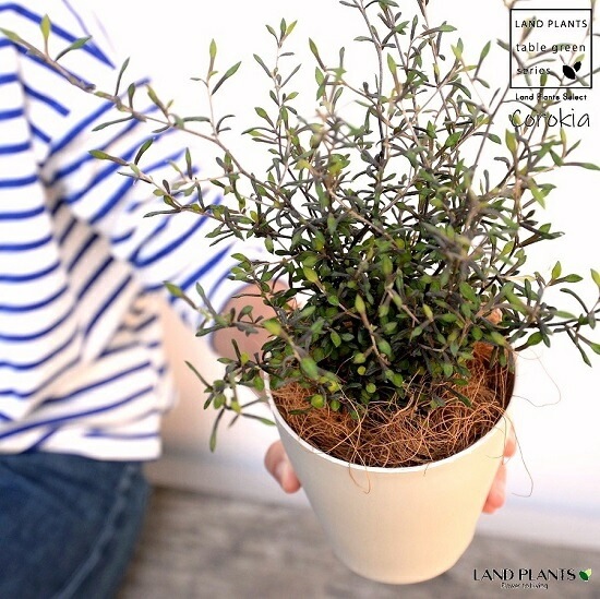 <br><br>�ڤ���� ���������ʥ��ȥͥ���������4�� �� �ץ饹���å�ȭ�ʥ����ե����С��� <br> corokia  <br>�ץ�ȭ �� ���� �� �ۥ磻�� �� <br>���տ�ʪ ��ʪ