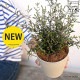<br><br>�ڤ���� ���������ʥ��ȥͥ���������4�� �� �ץ饹���å�ȭ�ʥ����ե����С��� <br> corokia  <br>�ץ�ȭ �� ���� �� �ۥ磻�� �� <br>���տ�ʪ ��ʪ