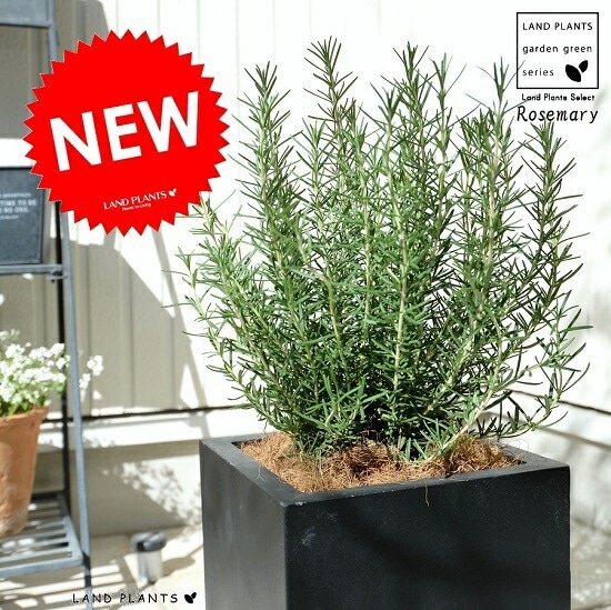 br><br>ローズマリー（中型） ブラック ファイバー キューブ 陶器鉢