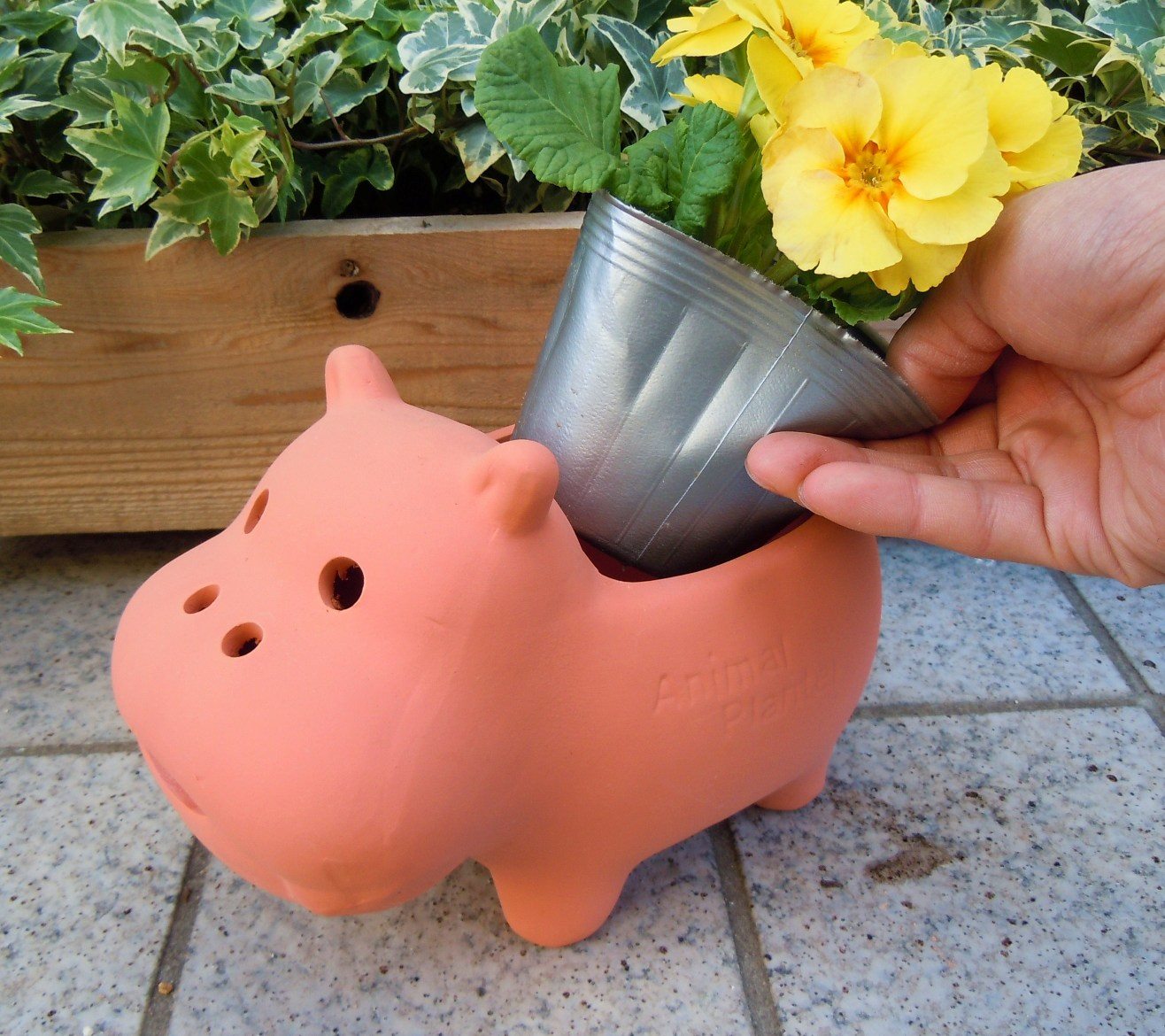 <br><br>�� ����ȭ ��SALE�����٤����� Animal��terracotta��ưʪ���Ρ��ȤƤ�İ������ƥ饳�å������極��������Ϸ�������ݥ���Ⱦò������տ�ʪ