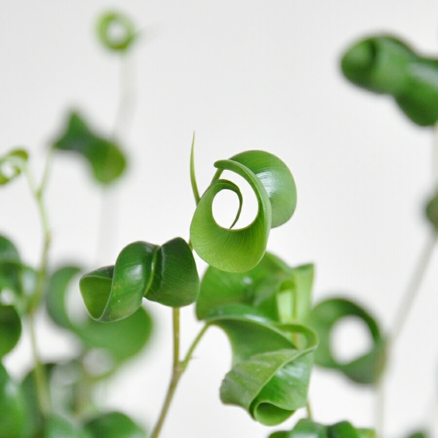 観葉植物　ベンジャミンバロック　美形　1m23センチ 特大　白い陶器鉢 観葉植物 ベンジャミンバロック 美形 1m23センチ 特大 白い陶器鉢 観葉