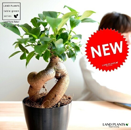 ������ޥ� �ʴ����� ���� �ץ饹���å�ȭ 4�� <br>ȭ���� ȭ �� ���� ���տ�ʪ <br>�� �֥�å� �� �饦��� ����̵��