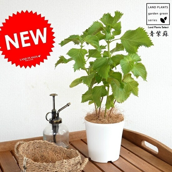 コキア苗&青シソ苗 青しその苗購入 - どこここブログ