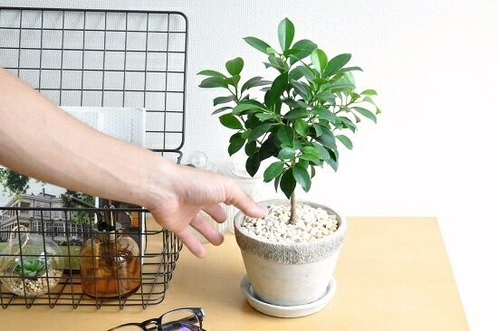 <br><br>�ե������ʥʥʡ� �����ͤΥ����ȥݥå� M������ ƫ��ȭ <br>���ȥԥ��꡼��Ω�ơ��٥󥸥�ߥ󡡥ʥ�<br>�ڳڥ���_�Τ��ۡڳڥ���_�Τ�����ۡڳڥ���_��å��ۡڳڥ���_��å����ϡۥ٥󥸥�ߥʡ��ե������ʥʡ����ࡡ������ڡ�nana������Υ�