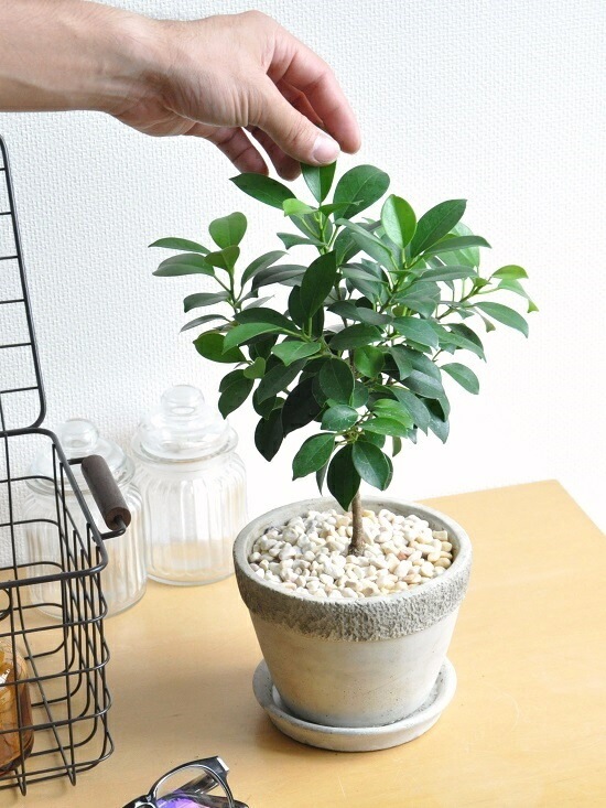 <br><br>�ե������ʥʥʡ� �����ͤΥ����ȥݥå� M������ ƫ��ȭ <br>���ȥԥ��꡼��Ω�ơ��٥󥸥�ߥ󡡥ʥ�<br>�ڳڥ���_�Τ��ۡڳڥ���_�Τ�����ۡڳڥ���_��å��ۡڳڥ���_��å����ϡۥ٥󥸥�ߥʡ��ե������ʥʡ����ࡡ������ڡ�nana������Υ�