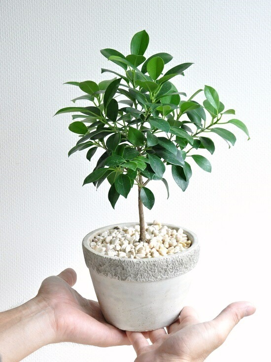 <br><br>�ե������ʥʥʡ� �����ͤΥ����ȥݥå� M������ ƫ��ȭ <br>���ȥԥ��꡼��Ω�ơ��٥󥸥�ߥ󡡥ʥ�<br>�ڳڥ���_�Τ��ۡڳڥ���_�Τ�����ۡڳڥ���_��å��ۡڳڥ���_��å����ϡۥ٥󥸥�ߥʡ��ե������ʥʡ����ࡡ������ڡ�nana������Υ�