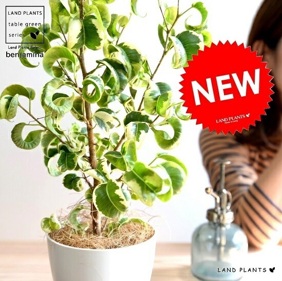 ベンジャミン　シタシオン 　8号 ベンジャミン シタシオン。 住所 岡山県岡山市南区新保1142-6 駐車場 8