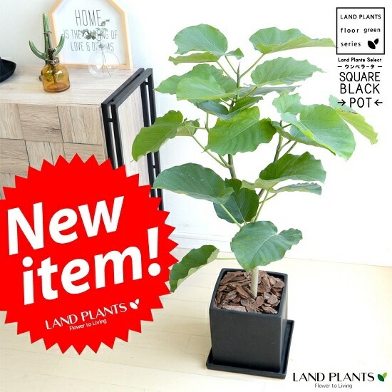 br><br>ウンベラータ 黒色 キューブ陶器 8号 Lサイズ 大型【観葉植物 br><br>ウンベラータ 黒色 キューブ陶器 8号 Lサイズ 大型【観葉植物