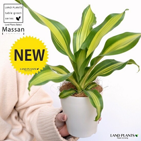 鑑賞植物4点セット Amazon.co.jp: レゴ LEGO ボタニカル ミニ観葉植物セット 758ピース