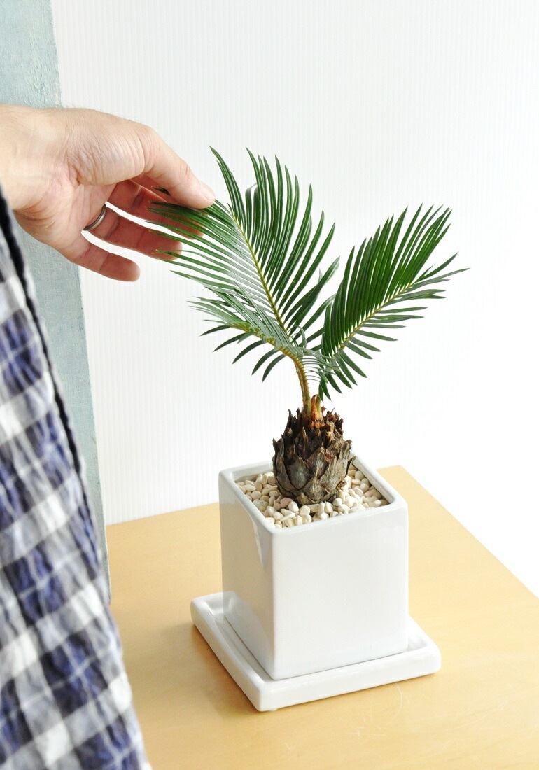 ガブさん専用 ソテツ 約1.1メートル 白鉢付き　現品　10号 ガブさん専用 ソテツ 約1.1メートル 白鉢付き 現品 10号 ガブさん専用