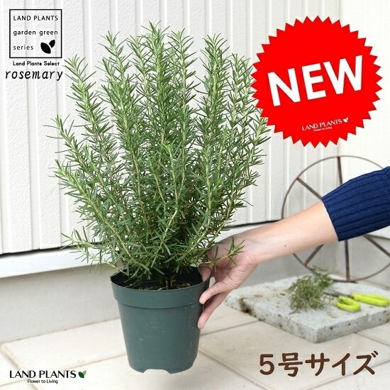 ローズマリー 園芸ネット本店｜ローズマリー（立性）：マリンブルー5号ポット の通販