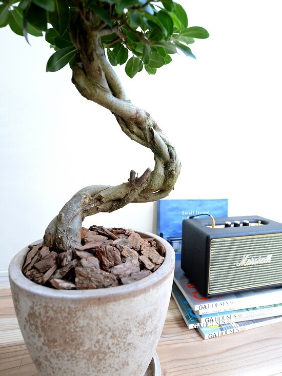 【最高級樹形】　大型　ガジュマル　曲がり仕立て　陶器鉢　植え込み発送 樹形◎8号鉢】 ガジュマル 曲がり 盆栽仕立て 観葉植物 室内 | 観葉