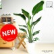 <br><br>�����������ʥ˥��饤�� �� ���饢����ȭ 8�� <br>���ȥ����� �˥��饤  ��������������ŷ�����Ļ����Ϸ�������ݥ���Ⱦò������տ�ʪ