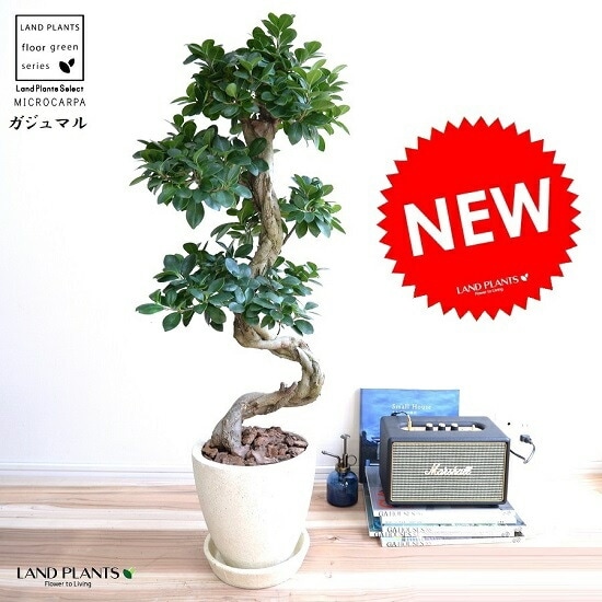 ガジュマル曲がり (現品)昇り龍 曲線 ギフト ７ 陶器 白ポット 送料無料】観葉植物 ガジュマル(多幸の木) 曲がり仕立て 昇り竜
