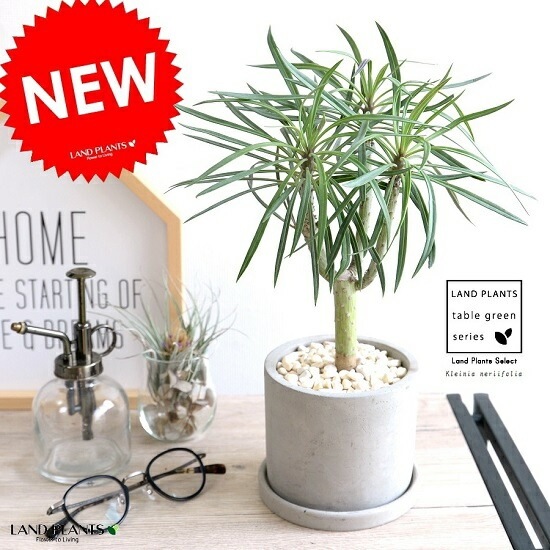 <br><br>��󥭡��ĥ꡼�ʥ��쥤�˥��� ������ ���������� ƫ��ȭ <br>���쥤�˥����ͥꥤ�ե��ꥢ ���ͥ��������쥤�˥� ŷε <br>ƫ��ȭ ȭ���� ȭ �� ���� ���տ�ʪ <br>���� �� ���졼 �ͤ��� �� �饦���