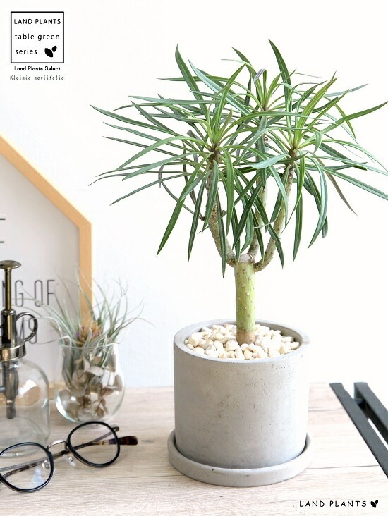 <br><br>��󥭡��ĥ꡼�ʥ��쥤�˥��� ������ ���������� ƫ��ȭ <br>���쥤�˥����ͥꥤ�ե��ꥢ ���ͥ��������쥤�˥� ŷε <br>ƫ��ȭ ȭ���� ȭ �� ���� ���տ�ʪ <br>���� �� ���졼 �ͤ��� �� �饦���