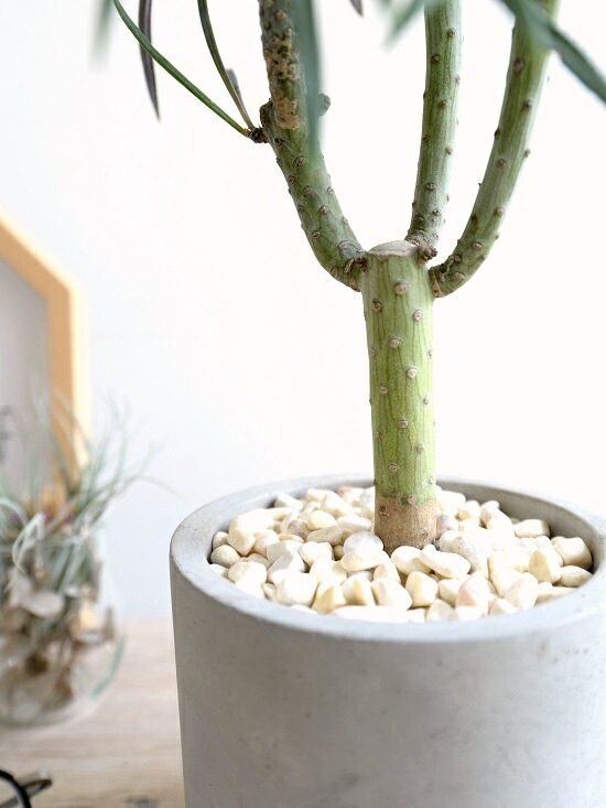 <br><br>��󥭡��ĥ꡼�ʥ��쥤�˥��� ������ ���������� ƫ��ȭ <br>���쥤�˥����ͥꥤ�ե��ꥢ ���ͥ��������쥤�˥� ŷε <br>ƫ��ȭ ȭ���� ȭ �� ���� ���տ�ʪ <br>���� �� ���졼 �ͤ��� �� �饦���