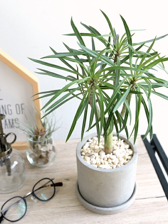 <br><br>��󥭡��ĥ꡼�ʥ��쥤�˥��� ������ ���������� ƫ��ȭ <br>���쥤�˥����ͥꥤ�ե��ꥢ ���ͥ��������쥤�˥� ŷε <br>ƫ��ȭ ȭ���� ȭ �� ���� ���տ�ʪ <br>���� �� ���졼 �ͤ��� �� �饦���