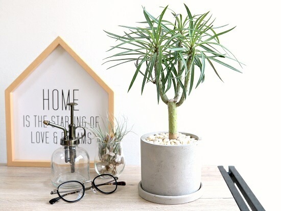 <br><br>��󥭡��ĥ꡼�ʥ��쥤�˥��� ������ ���������� ƫ��ȭ <br>���쥤�˥����ͥꥤ�ե��ꥢ ���ͥ��������쥤�˥� ŷε <br>ƫ��ȭ ȭ���� ȭ �� ���� ���տ�ʪ <br>���� �� ���졼 �ͤ��� �� �饦���