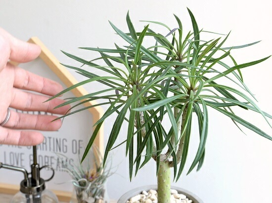 <br><br>��󥭡��ĥ꡼�ʥ��쥤�˥��� ������ ���������� ƫ��ȭ <br>���쥤�˥����ͥꥤ�ե��ꥢ ���ͥ��������쥤�˥� ŷε <br>ƫ��ȭ ȭ���� ȭ �� ���� ���տ�ʪ <br>���� �� ���졼 �ͤ��� �� �饦���