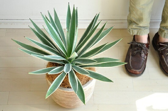 <br><br>�����١����������ϥ����󥳥��� �ǥ�������ɤ� �ƥ饳�å�ȭ�ʥ����ե����С��� <br>ȭ��������奦���ĥ�󡡥�����������ե���˥���ε�����������٥ϥ����󥳥�������糕�������ڡ������������ڥХ륳�˥��� �侩item�ۡ��ݥ���Ⱦò������տ�ʪ