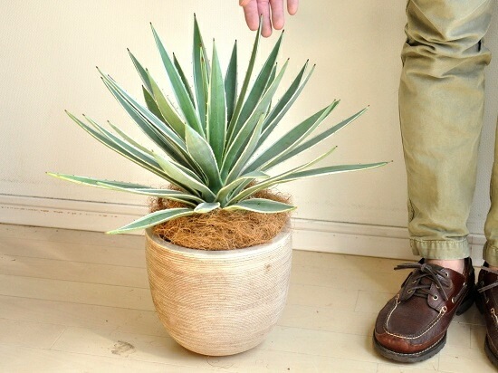 <br><br>�����١����������ϥ����󥳥��� �ǥ�������ɤ� �ƥ饳�å�ȭ�ʥ����ե����С��� <br>ȭ��������奦���ĥ�󡡥�����������ե���˥���ε�����������٥ϥ����󥳥�������糕�������ڡ������������ڥХ륳�˥��� �侩item�ۡ��ݥ���Ⱦò������տ�ʪ