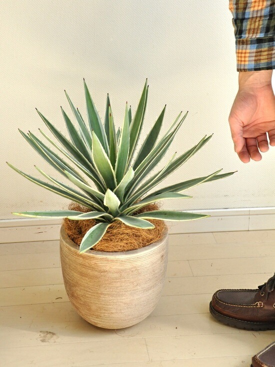 <br><br>�����١����������ϥ����󥳥��� �ǥ�������ɤ� �ƥ饳�å�ȭ�ʥ����ե����С��� <br>ȭ��������奦���ĥ�󡡥�����������ե���˥���ε�����������٥ϥ����󥳥�������糕�������ڡ������������ڥХ륳�˥��� �侩item�ۡ��ݥ���Ⱦò������տ�ʪ