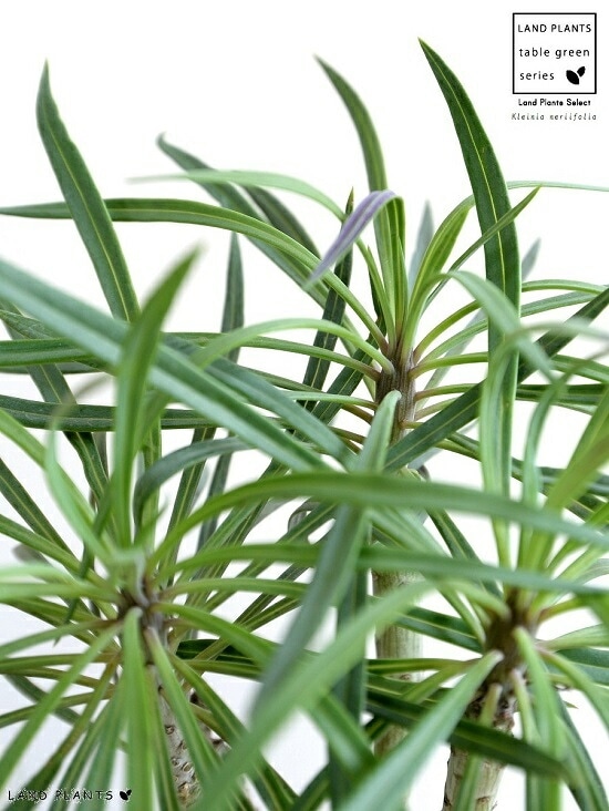 <br><br>��󥭡��ĥ꡼ ������ ���������� ƫ��ȭ <br>���쥤�˥����ͥꥤ�ե��ꥢ ���ͥ��������쥤�˥� ŷε <br>ƫ��ȭ ȭ���� ȭ �� ���� ���տ�ʪ <br>���� �� ���졼 �ͤ��� �� �饦���