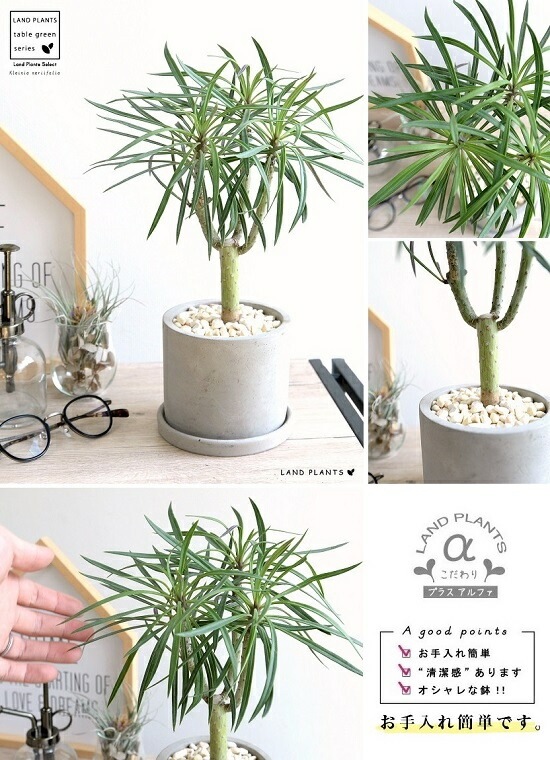 <br><br>��󥭡��ĥ꡼ ������ ���������� ƫ��ȭ <br>���쥤�˥����ͥꥤ�ե��ꥢ ���ͥ��������쥤�˥� ŷε <br>ƫ��ȭ ȭ���� ȭ �� ���� ���տ�ʪ <br>���� �� ���졼 �ͤ��� �� �饦���