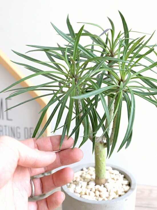 <br><br>��󥭡��ĥ꡼ ������ ���������� ƫ��ȭ <br>���쥤�˥����ͥꥤ�ե��ꥢ ���ͥ��������쥤�˥� ŷε <br>ƫ��ȭ ȭ���� ȭ �� ���� ���տ�ʪ <br>���� �� ���졼 �ͤ��� �� �饦���