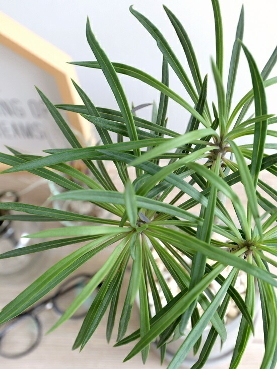 <br><br>��󥭡��ĥ꡼ ������ ���������� ƫ��ȭ <br>���쥤�˥����ͥꥤ�ե��ꥢ ���ͥ��������쥤�˥� ŷε <br>ƫ��ȭ ȭ���� ȭ �� ���� ���տ�ʪ <br>���� �� ���졼 �ͤ��� �� �饦���