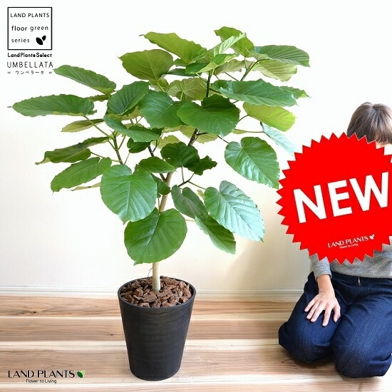 br><br>ウンベラータ 8号 割れない （黒色） セラアート鉢 鉢植え <br