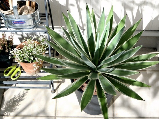 <br><br>�����١����������ϥ����󥳥��� ���� ���饢����ȭ 8��ʥС������åס� <br>ȭ���� ȭ �� �֥�å� �緿 ���տ�ʪ ����̵�� <br>������ ��奦���ĥ�� ����ե���˥� ε���� ������ �������� �����٥ϥ����󥳥�